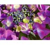 Гортензия крупнолистная Фрисби Пурпл (Frisbee Purple)  С2,5, 3 года