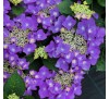 Гортензия крупнолистная Фрисби Пурпл (Frisbee Purple)  С2,5, 3 года