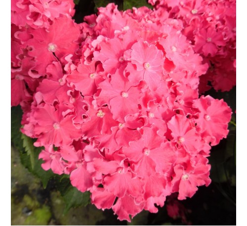 Гортензия крупнолистная Хот Пинк ("Hot Pink") С2,5;  3 года