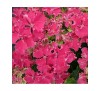 Гортензия крупнолистная Хот Пинк ("Hot Pink") С2,5;  3 года