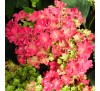 Гортензия крупнолистная Хот Пинк ("Hot Pink") С2,5;  3 года