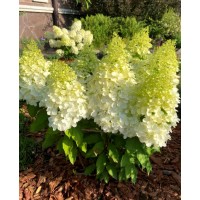 Гортензия Геркулес Р9, 1год