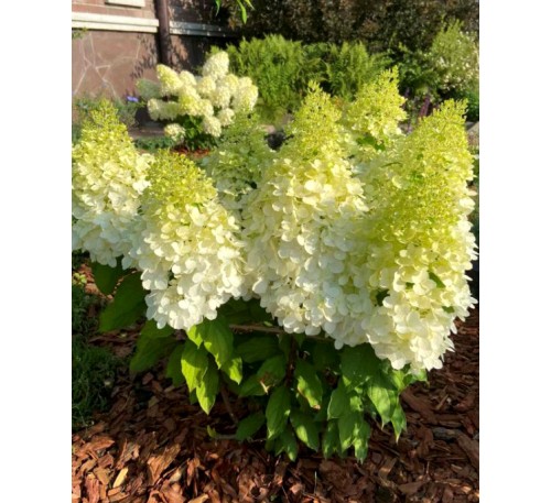 Гортензия Геркулес Р9, 1год