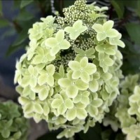 Гортензия Металлика Р9, 1год