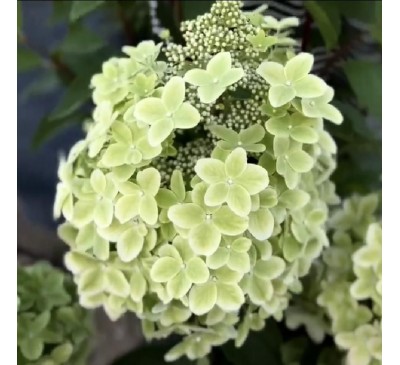 Гортензия Металлика Р9, 1год