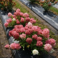 Гортензия Редлайт Р9, 1год