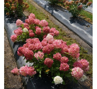 Гортензия Редлайт Р9, 1год