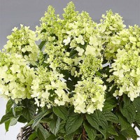 Гортензия Панзола Р9, 1год