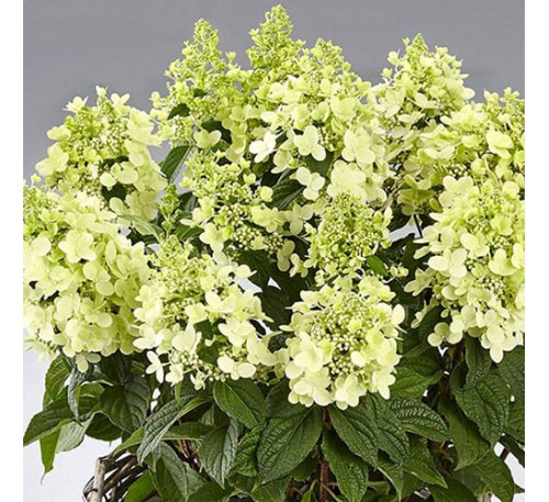 Гортензия Панзола Р9, 1год