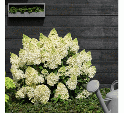 Гортензия  Мэджикал Маттерхорн Р9, 1год