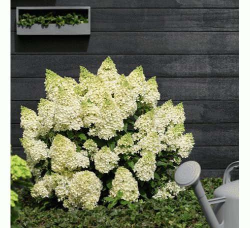 Гортензия  Мэджикал Маттерхорн Р9, 1год