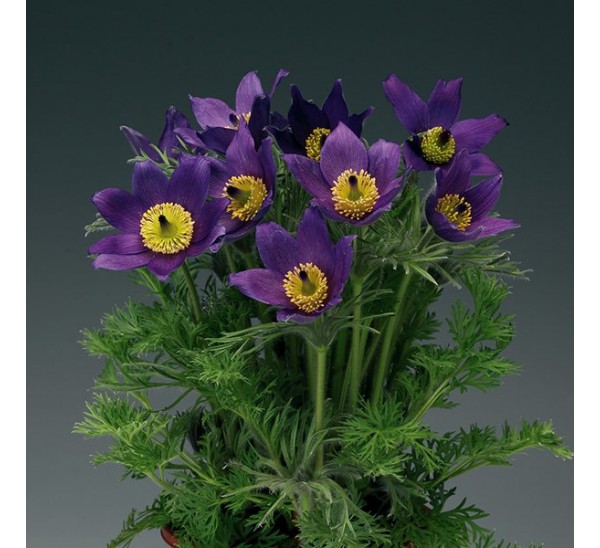 Pulsatilla Violet Bells