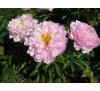 Пион Орхид Анна  (ORCHID ANNE) 