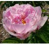 Пион Орхид Анна  (ORCHID ANNE) 