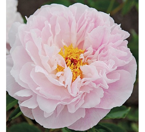 Пион Орхид Анна  (ORCHID ANNE) 