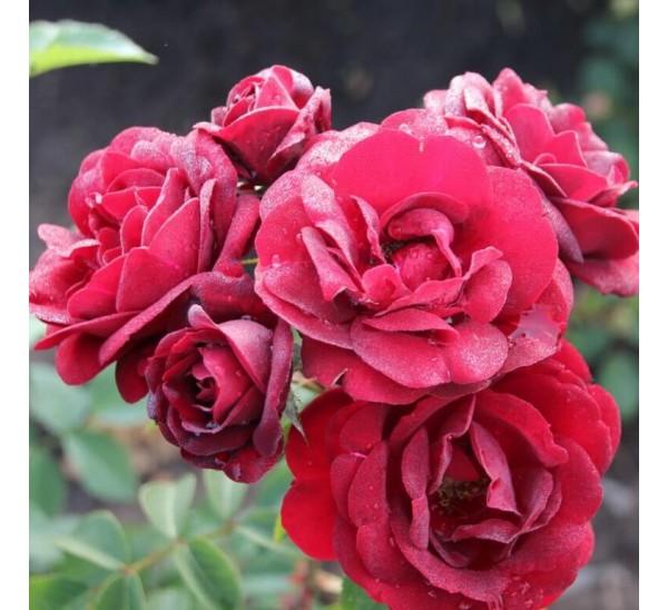 Роза маликорн фото и описание