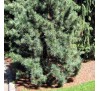 Сосна кедровая корейская (Pinus koraiensis) С2
