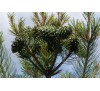 Сосна кедровая корейская (Pinus koraiensis) С2
