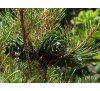 Сосна кедровая корейская (Pinus koraiensis) С2