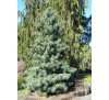 Сосна кедровая корейская (Pinus koraiensis) С2