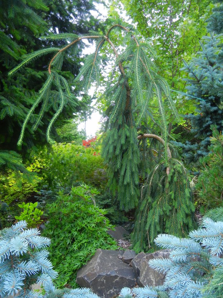 Купить Picea abies Cobra - !!!!!!!!!!!!!!!!!!!!!!!!!!!!!!: отзывы, фото и характ