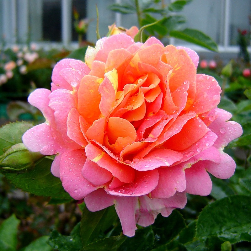 Rose des